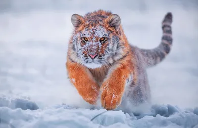 Тигра в движении (GreenWord.ru)
