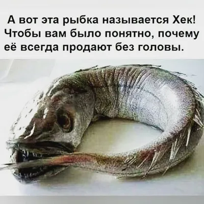 Мне смешно - 🤣🤣🤣 #приколы #прикол #юмор #шутки #сарказм #сарказмы  #анекдот #анекдоты #ржудослез #ржака #ржунемогу #смешно #смешныекартинки  #мужчины #женщины #отношения #любовь #семья #муж #жена | Facebook