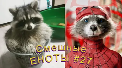 Cмешные ЕНОТЫ #27 / Приколы с ЕНОТАМИ 2022 / Funny Raccoons. - YouTube