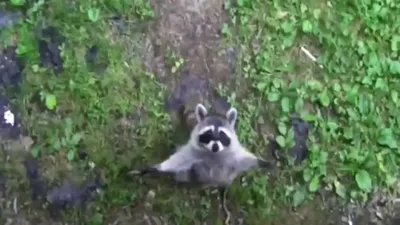 приколы с енотами выпуск #02 funny raccoon ну просто очень смешные еноты -  Coub - The Biggest Video Meme Platform