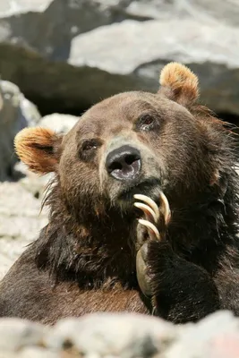 Приколы с медведями фото фото