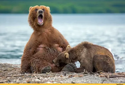 Забавные медведи (39 фото) | Прикол.ру - приколы, картинки, фотки и  розыгрыши!
