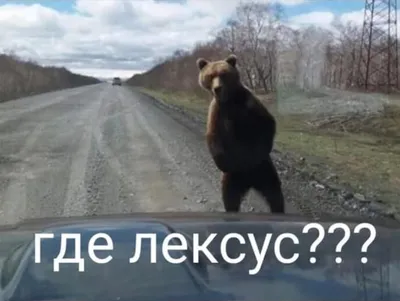Русский с медведем. #медведь #русскийсмедведем #ржач #смех #смехдослез  #шутка #приколы #ржака #юмор #ржака #ржакадослез | Instagram