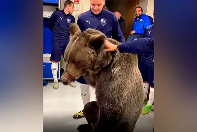 Приколы с озвучкой Медведи — Видео | ВКонтакте