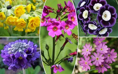 Виды садовых примул – фото, названия, описания, популярные сорта | В  цветнике (Огород.ru)