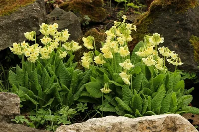 Примула Буллея (Primula bulleyana) купить в blumgarden.ru