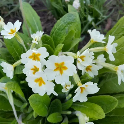Примула Primula в садовом центре цветочный стиль харьков, примула первоцвет  фото
