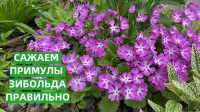 Примула обыкновенная Sunshine Susie Primula vulgaris Sunshine Susie -  купить сорт в питомнике, саженцы в Санкт-Петербурге