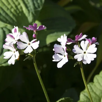 Примула обыкновенная / бесстебельная (Primula vulgaris, acaulis) - «Самые  первые порадуют своим цветением после зимы! 🌸 Чудесные, весенние,  неприхотливые примулы. 🌸 Мой опыт выращивания.» | отзывы