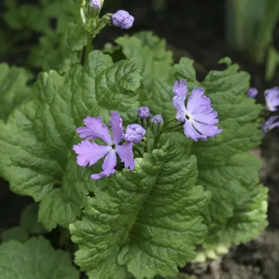 Примула Primula в садовом центре цветочный стиль харьков, примула первоцвет  фото