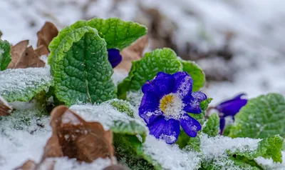 Примула обыкновенная / бесстебельная (Primula vulgaris, acaulis) - «Самые  первые порадуют своим цветением после зимы! 🌸 Чудесные, весенние,  неприхотливые примулы. 🌸 Мой опыт выращивания.» | отзывы