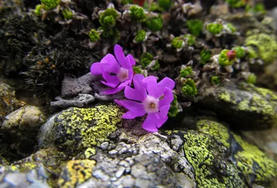 🌱 Примула (Первоцвет) розовая Grandiflora по цене от 320 руб: саженцы,  рассада - купить в Москве с доставкой - интернет-магазин Все Сорта