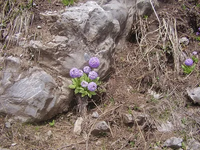 Примула – посадка и уход, фото и сорта многолетней садовой примулы,  размножение и подкормка | Houzz Россия