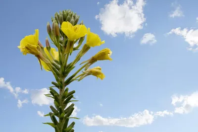 Organic_vitamins - 🌼Масло примулы вечерней (Evening Primrose  Oil)натуральный экстракт антисклеротического, кардиозащитного действия,  необходимый для построения клеточных мембран ( Омега-6) и поддержания  гормонального баланса. Ослинник ( Примула ...