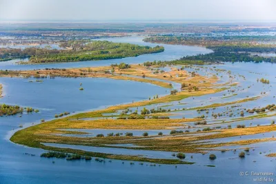 У людей была такая картина, что в этом году Припять пересохнет». Что  происходит с главной рекой Полесья?