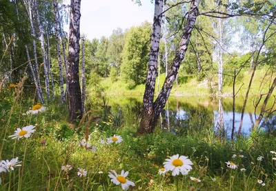 Фотообои на стену ЛЕС, СОЛНЦЕ, ВОДОПАД, РЫБКИ, ЦВЕТЫ, ЛЕБЕДЬ цена, фото,  купить - 3d-linker.ru