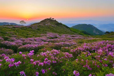 Фиолетовый остров в Корее - 73 фото