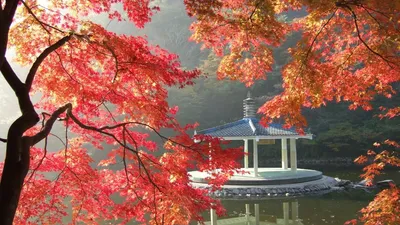 Осень в Южной Корее в фотографиях | GQ Россия