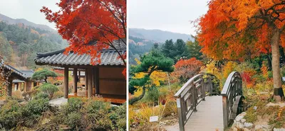 Сад Утреннего Спокойствия в Южной Корее - великолепие природы и гор! -  Популярное место съемок дорам | Looking: Корея | блог 🌿 | Дзен