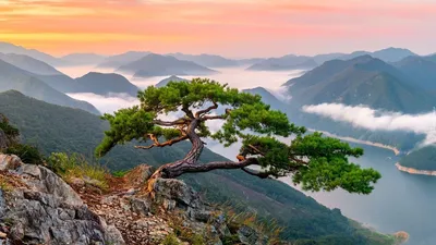 Природа Кореи | Dima Garizov | Дзен