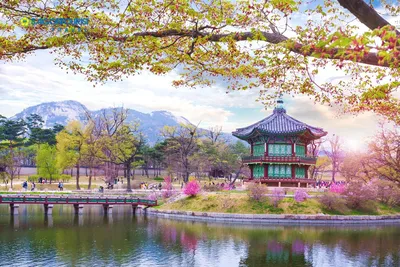 Namiseom (Nami Island), Южная Корея / Южная Корея :: остров :: парк ::  страны :: фото :: деревья :: аллея :: пейзаж :: Природа (красивые фото  природы: моря, озера, леса) / смешные