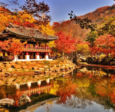 осень в парке красивый парк корейская природа, падение, время года, парк  фон картинки и Фото для бесплатной загрузки
