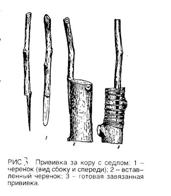 О важных тонкостях прививки | Плодовый сад