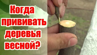 КАК ПРИВИВАТЬ ДЕРЕВЬЯ / ВЕСЕННЯЯ ПРИВИВКА ЗА КОРУ - YouTube