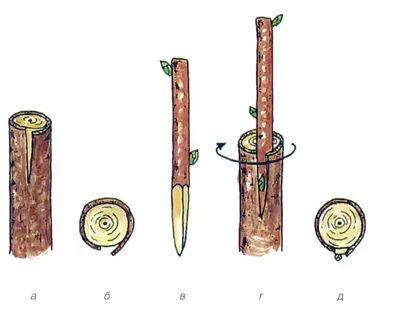 Весенние прививки деревьев и кустарников