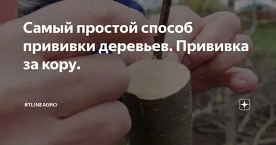 Самый простой способ прививки деревьев. Прививка за кору. | ЦПСО России |  Дзен