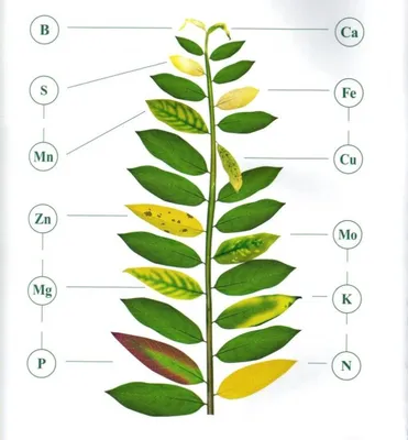 Какие признаки азотного голодания у растений