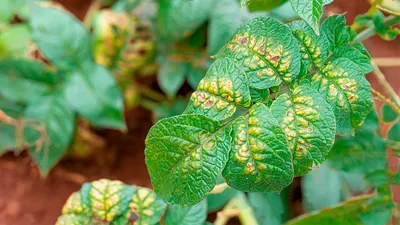 Азотное голодание растений: симптомы и лечение