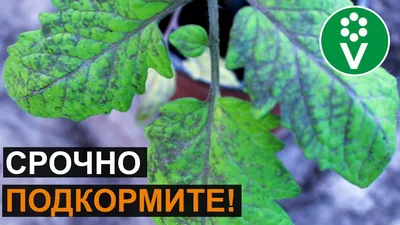 Признаки недостатка питания у растений | ЭКОТОН