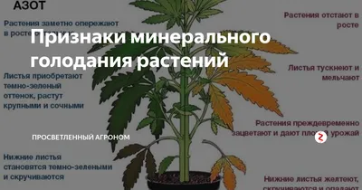 Признаки фосфорного голодания у томатов и других растений