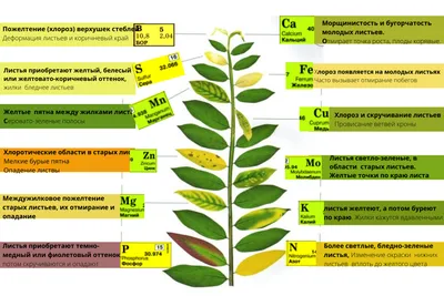 Фосфор. Основные признаки нехватки фосфора у растений.
