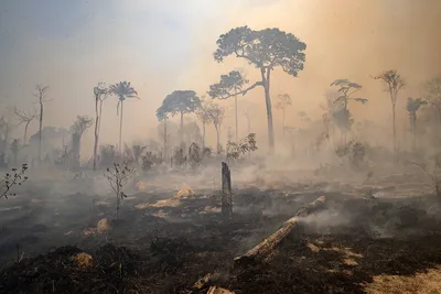 В мире стремительно уничтожают тропические леса. Почему план по их спасению не  работает?: Климат и экология: Среда обитания: Lenta.ru