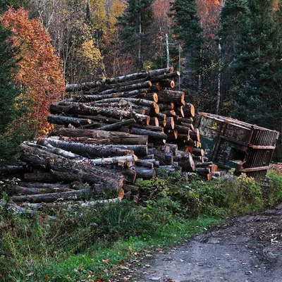 48—7. Биом дождевых тропических лесов — джунгли