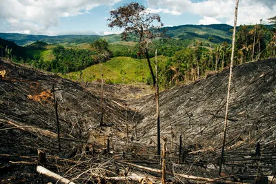 Экологическая проблема: вырубка лесов - online presentation
