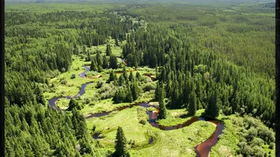 СОВРЕМЕННЫЕ ПРОБЛЕМЫ ВЫСОКОЭФФЕКТИВНОГО ЛЕСОРАЗВЕДЕНИЯ ВО ВЬЕТНАМЕ – тема  научной статьи по сельскому хозяйству, лесному хозяйству, рыбному хозяйству  читайте бесплатно текст научно-исследовательской работы в электронной  библиотеке КиберЛенинка