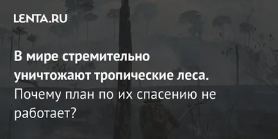 Проблема исчезновения тропических лесов глазами учеников 4 класса