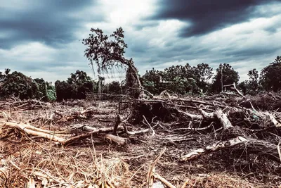 Исчезающие тропические леса Амазонки