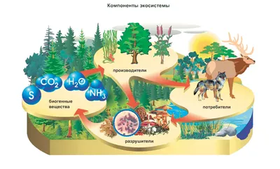 В рамках глобального движения за спасение лесов