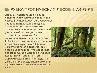 Как бамбук снижает воздействие изменения климата? - Новости - Keyi  Industrial Ltd.