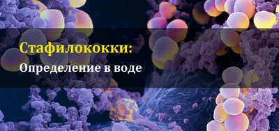 Стафилококки в воде - определение стафилококков в воде