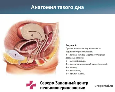 Опущение матки: симптомы, диагностика, лечение