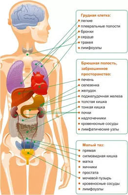 Development of a Uterosacral Ligament Suspension Rat Model | Protocol  (Translated to Russian)