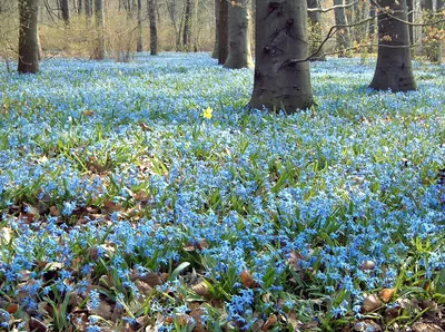 Весенний лес на закате / Цветёт пролеска сибирская (лат Scilla siberica)  Природный заказник «Русский лес» Из фотопроекта «Открывая Ставрополье»  Март, 2019 год