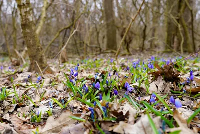 Пролеска сибирская (Scilla siberica) - «Чудо дивное из леса - пролеска-подснежник,  но не голубая, а белая. Как завести у себя на участке белую пролеску» |  отзывы