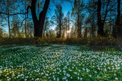 Весенний лес на Ставрополье. Photographer Lashkov Fedor