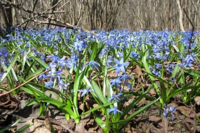 Пролеска сибирская Scilla siberica